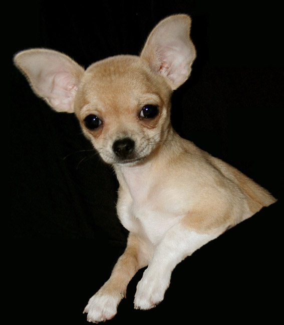 cream colour chihuahu
