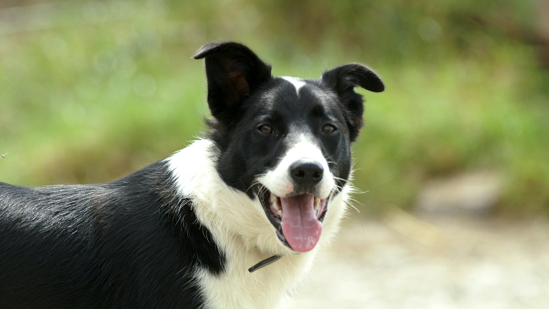 smiling dog