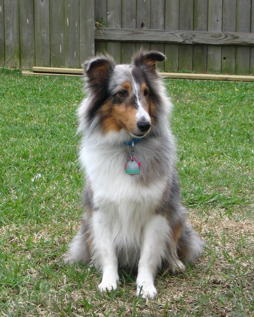 shetland sheepdog
