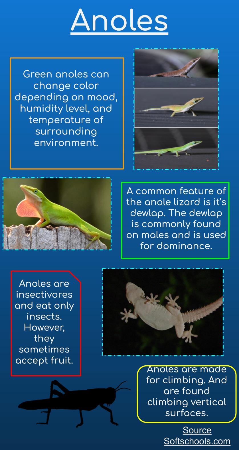 Ray infograph