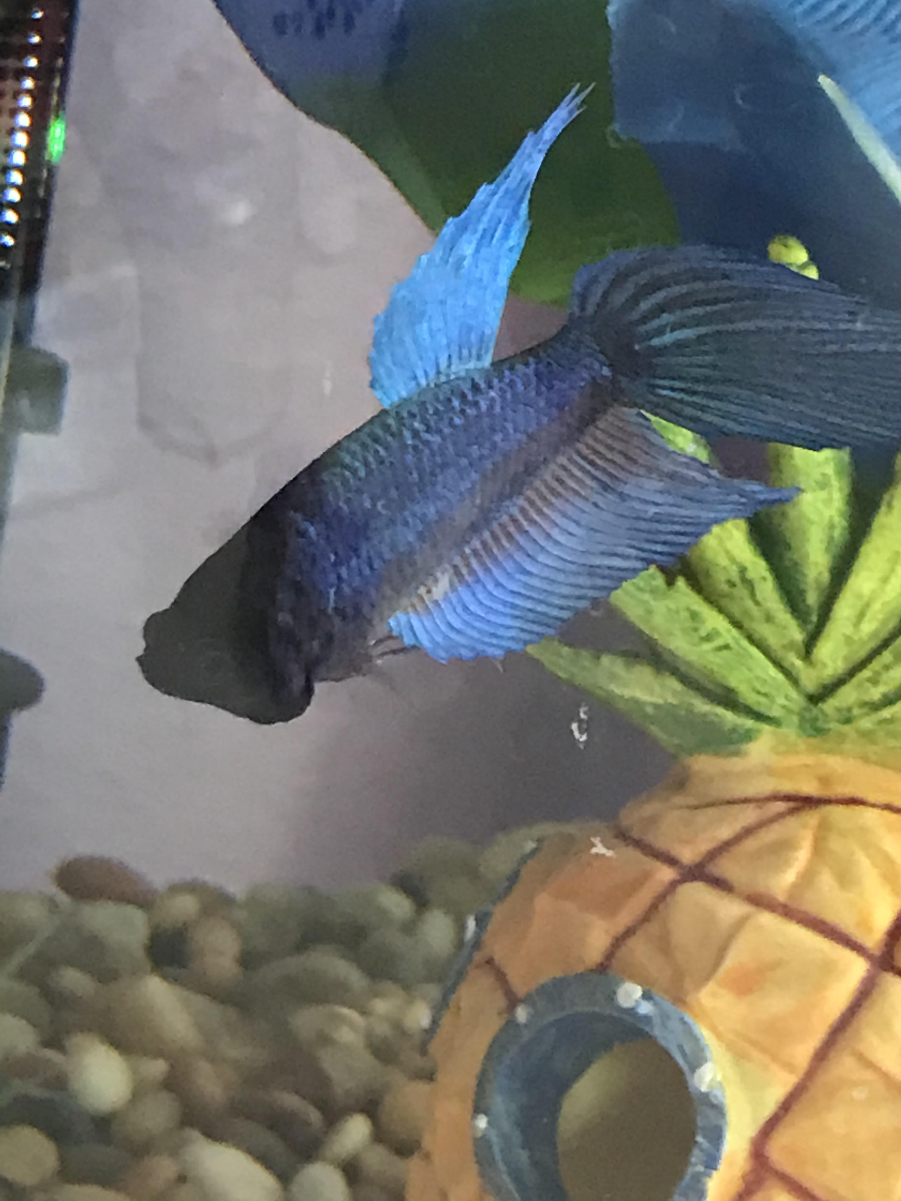 Fiona