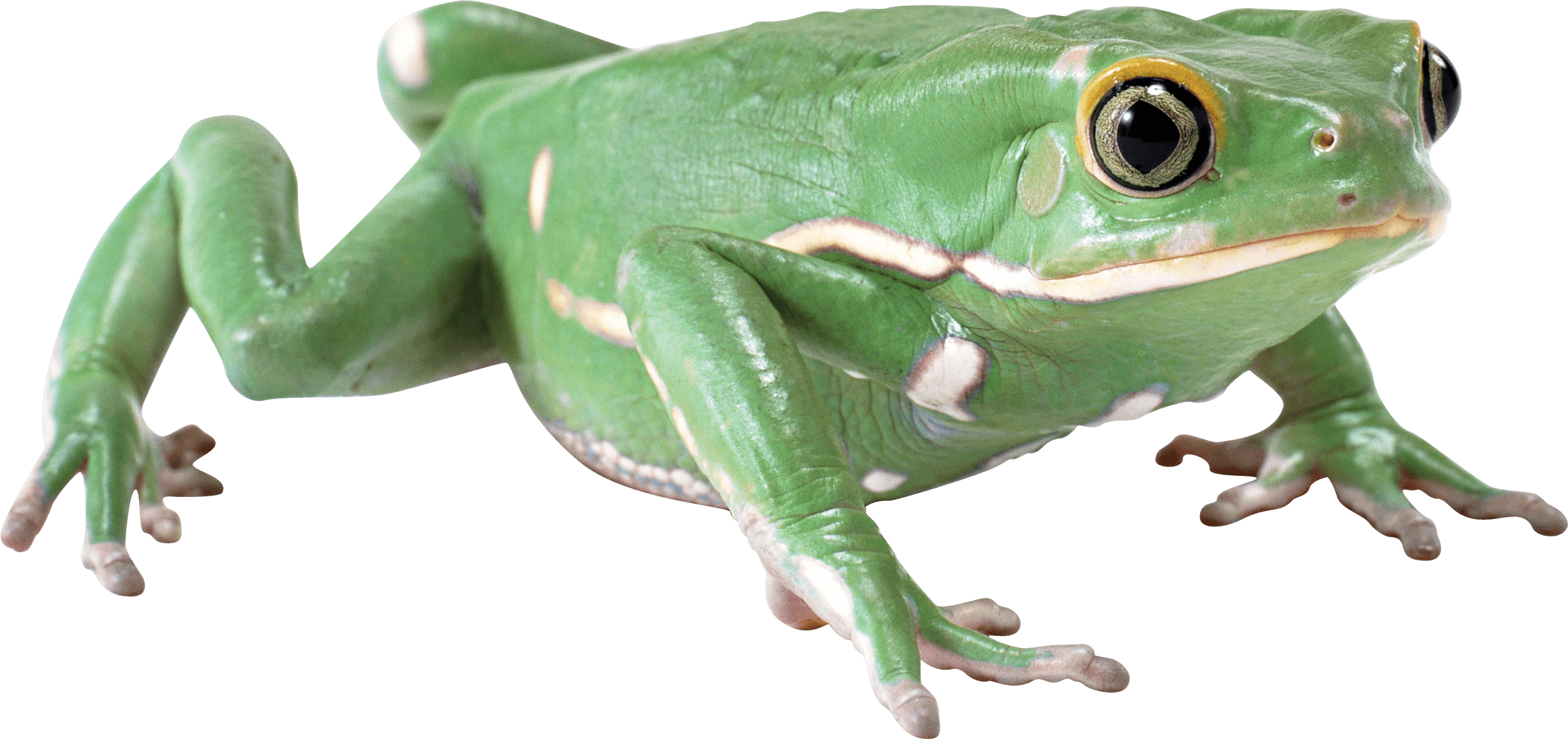 Kani Bushfrog