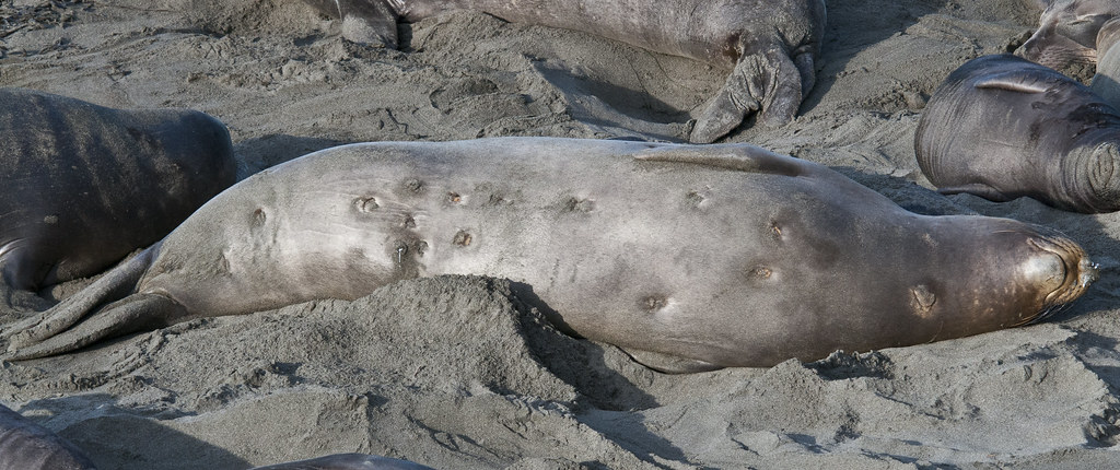 seal with bites that are healing