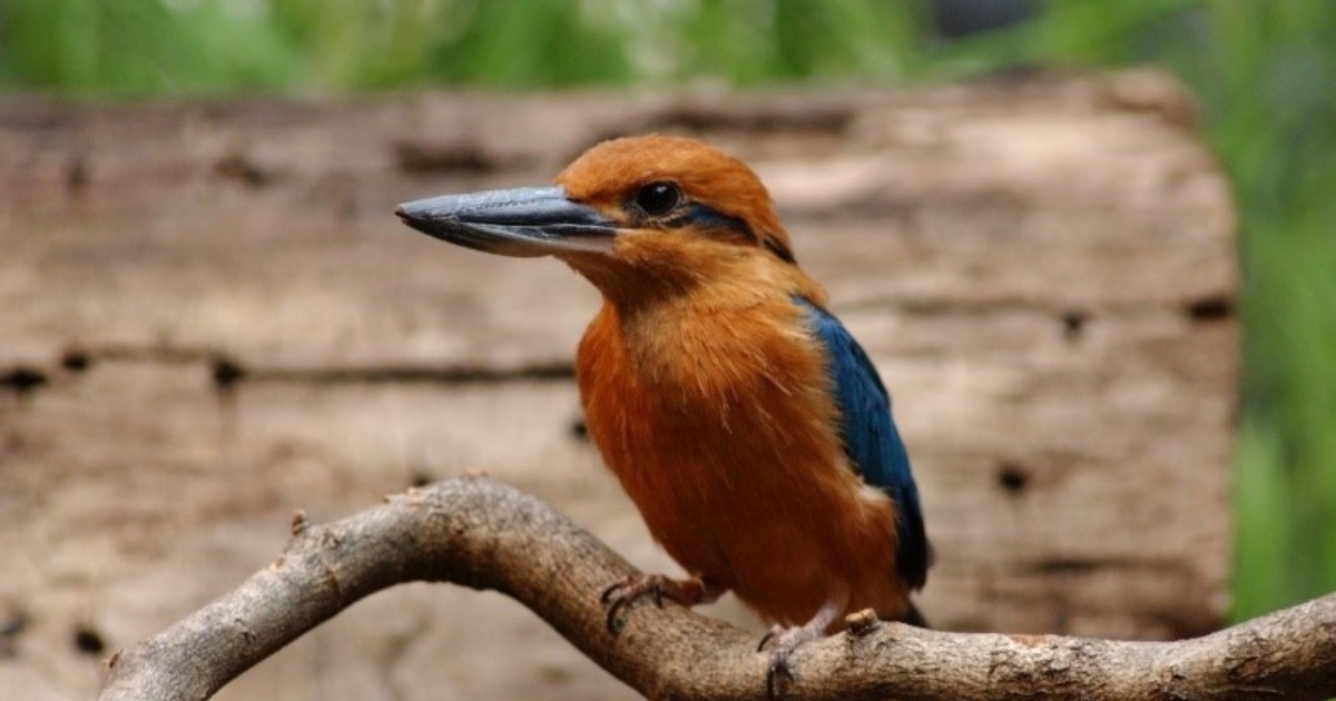 Guam Kingfisher