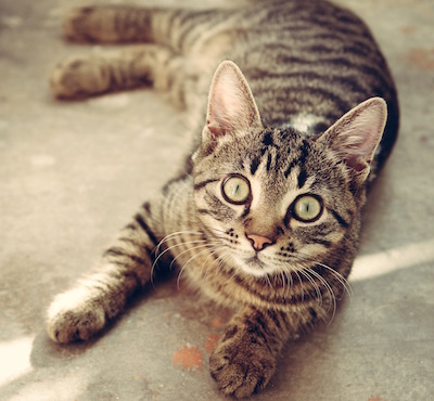 A taby cat with green eyes, stariing direct at the camera