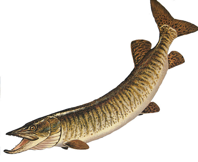 muskie