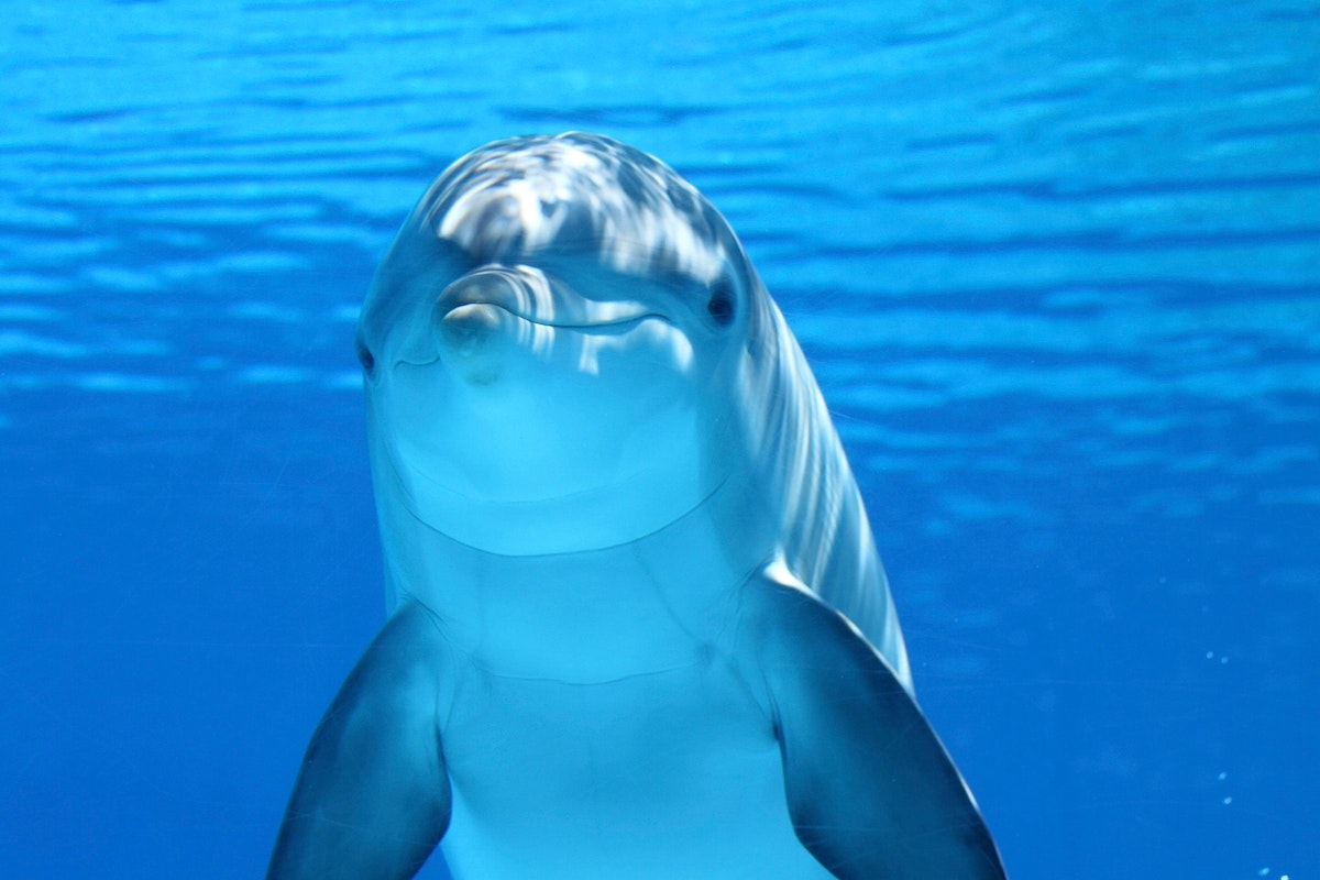 dolphin in frame