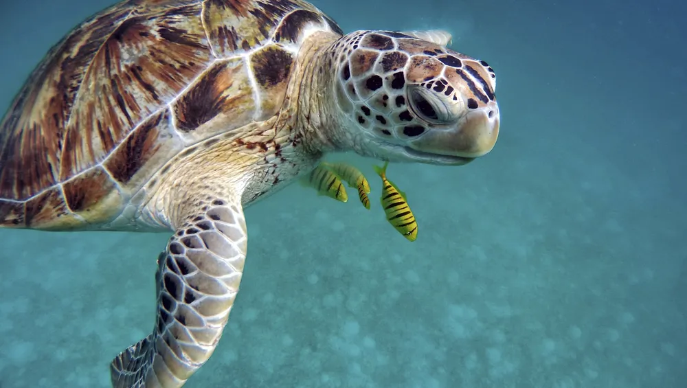 turtle swiming with fish