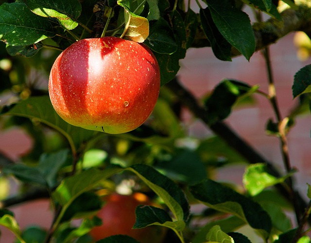 honeycrisp apple growing on tree