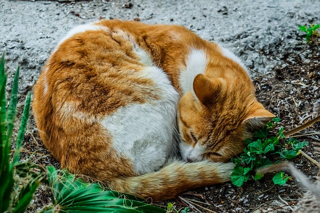 cat sleeping