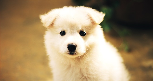 Cute puppy