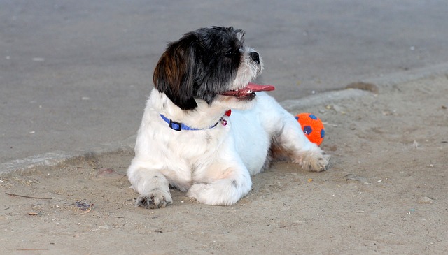 cute dog with a ball at beach