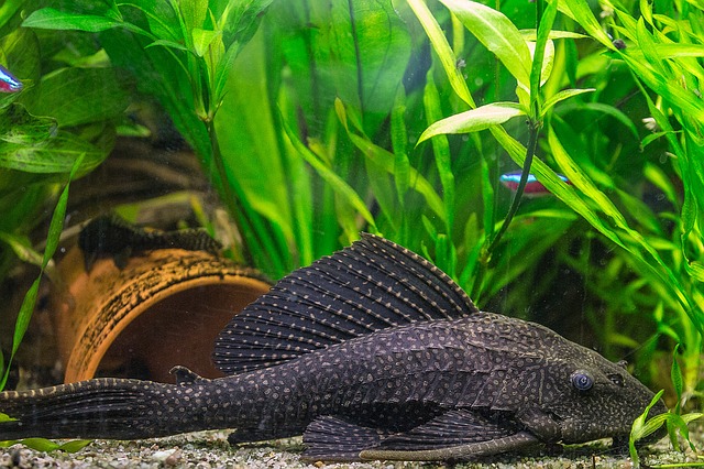 cute spotted fish
