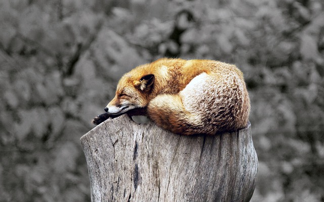 sleeping fox on a tree trunk
