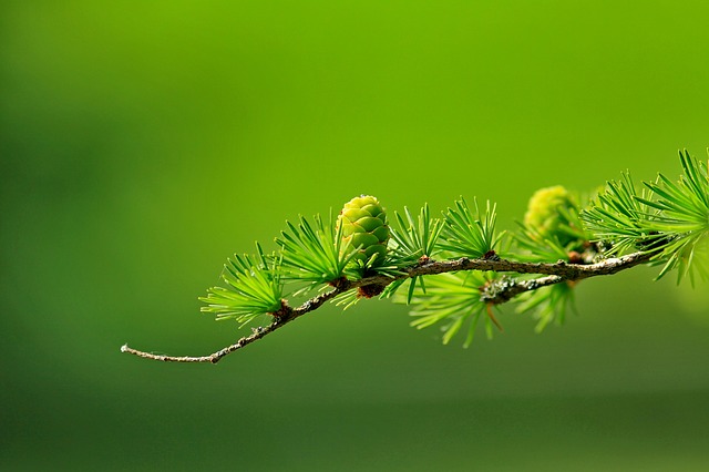 larch green