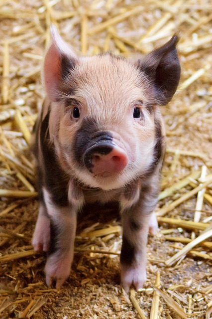 cute spotted pig