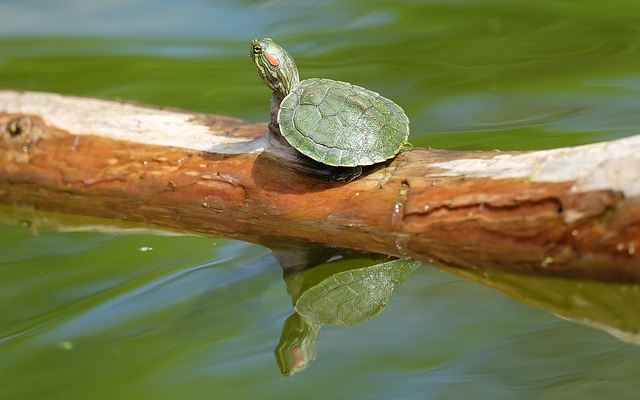 cute turtle on log
