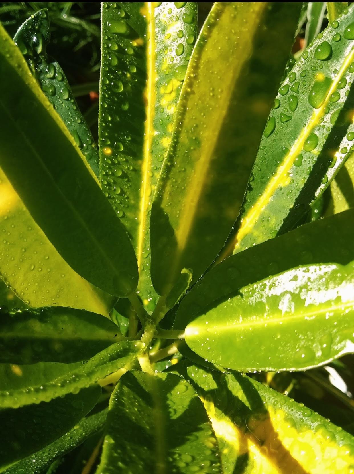 green