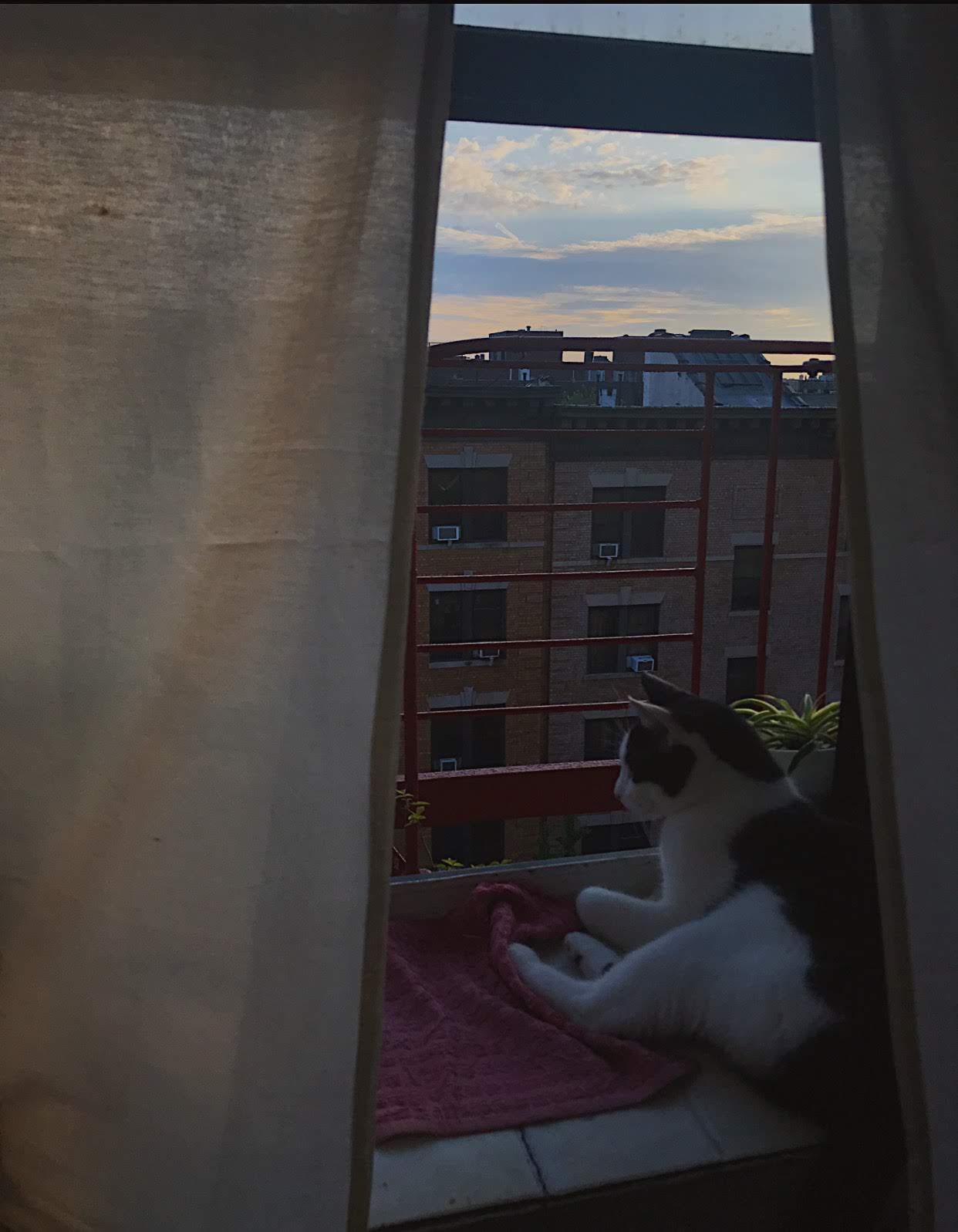 gentle kitty