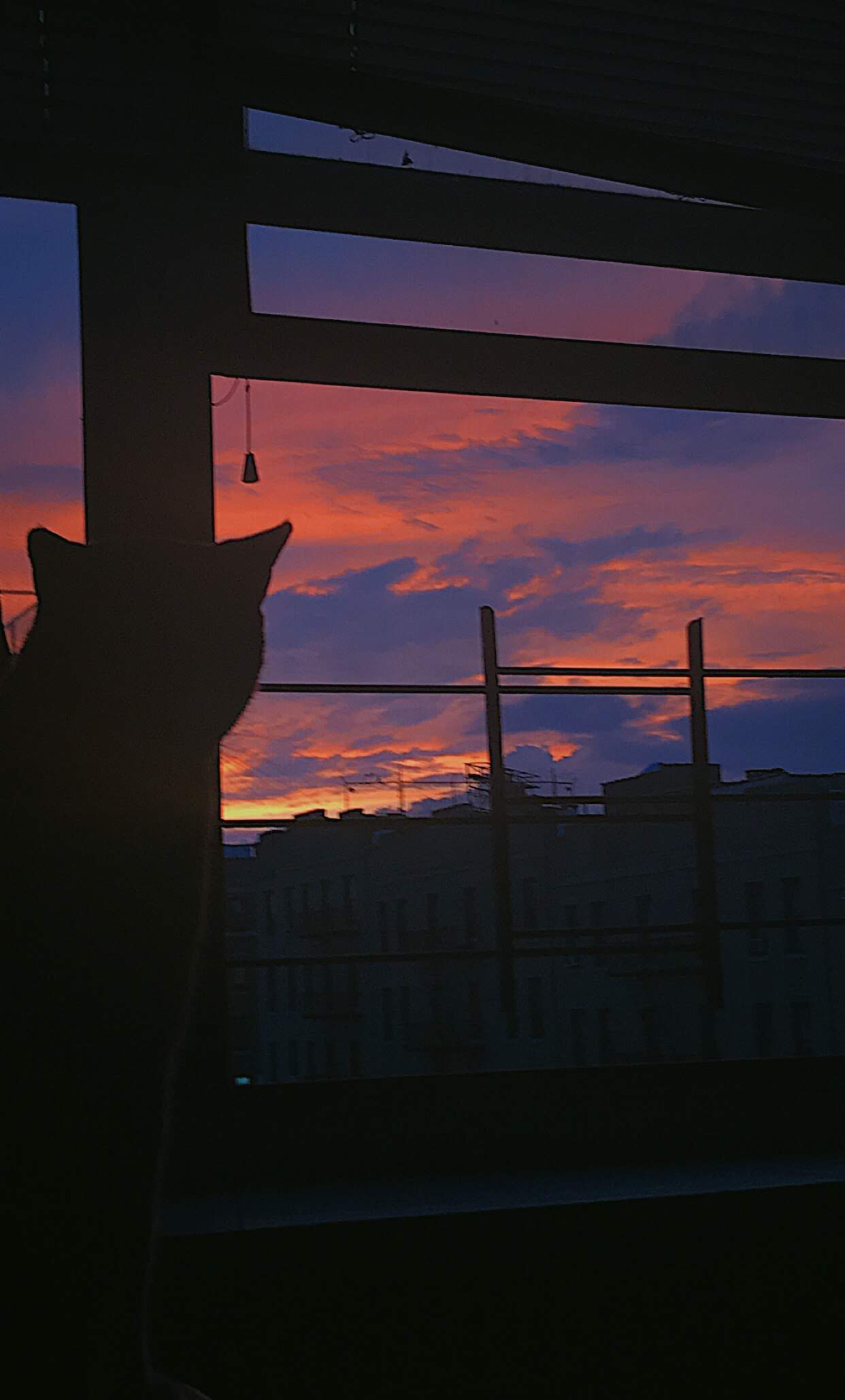 sunset and cat