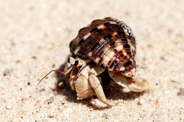 Hermit Crab