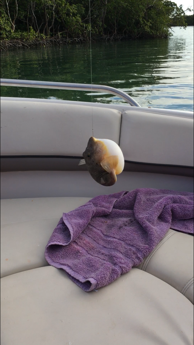A Pufferfish