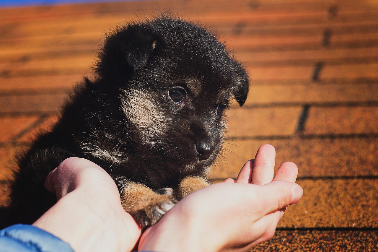 black puppy kindnes