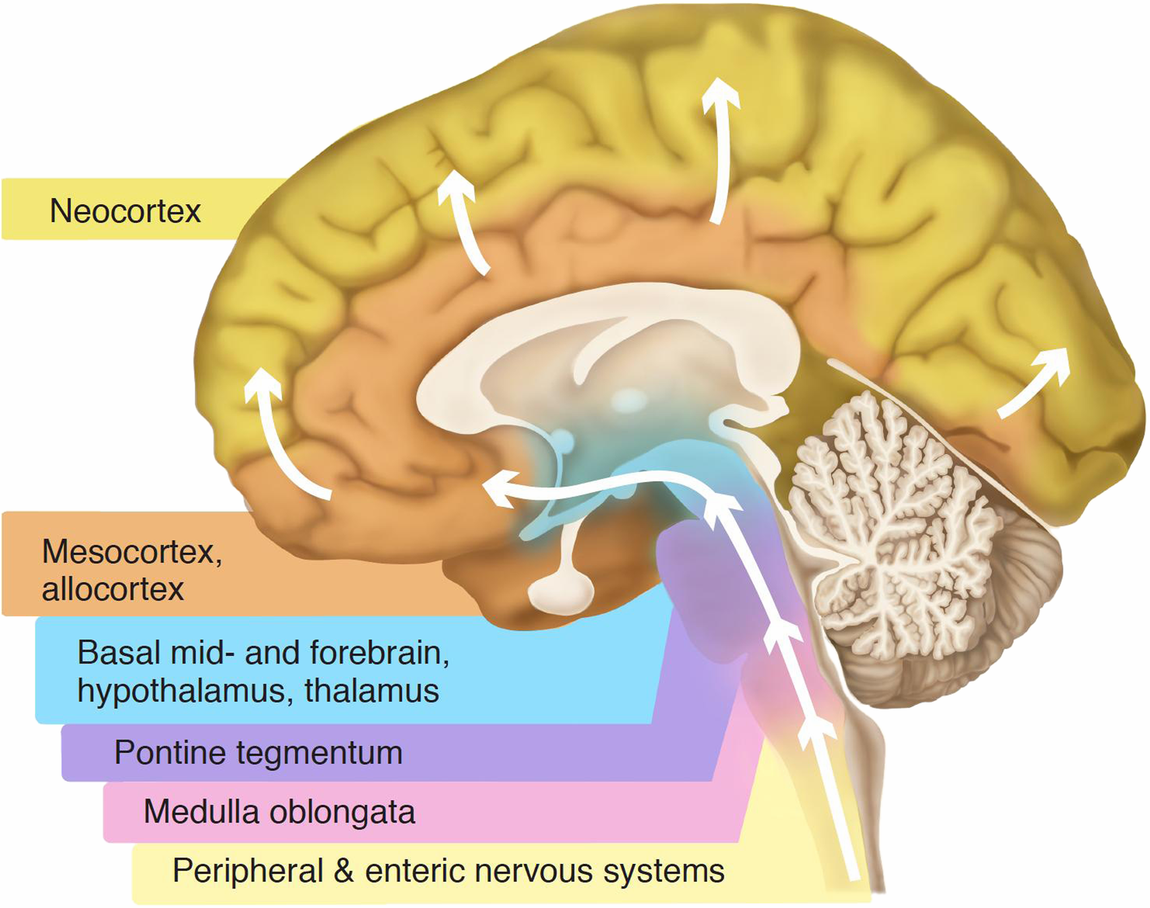 brain