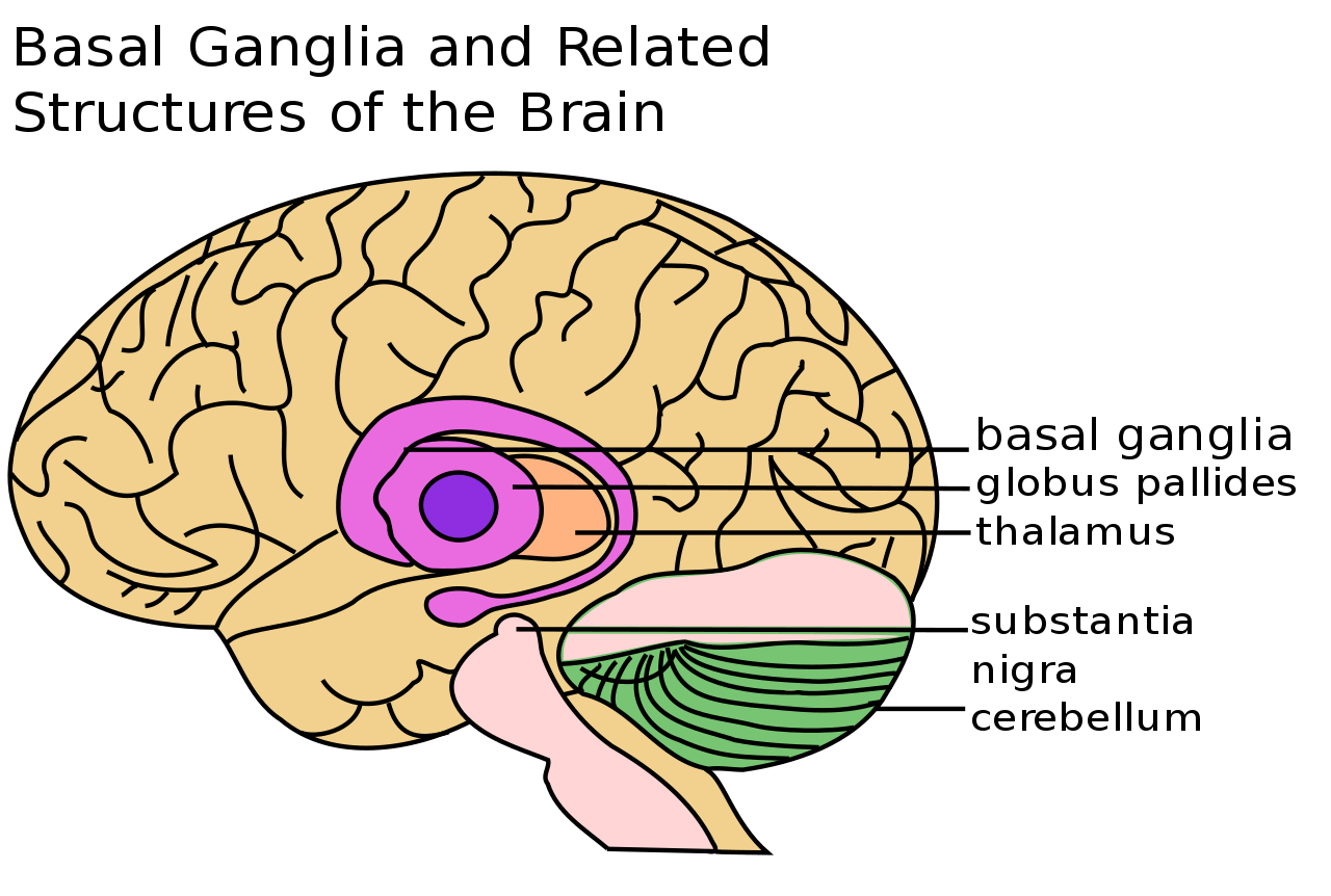 Ganglia