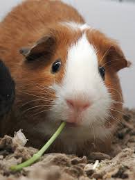 Guinea Pig