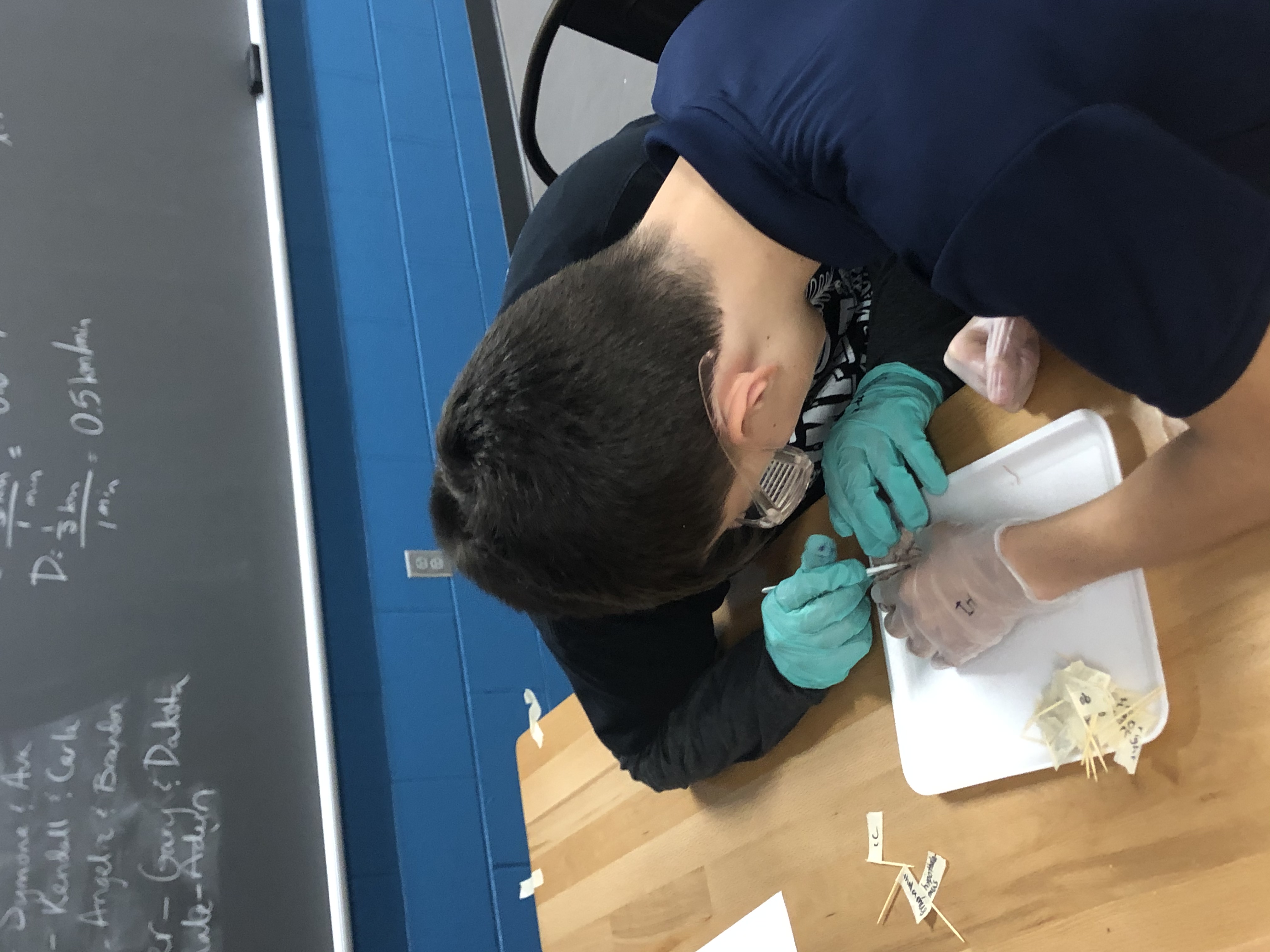 dissection