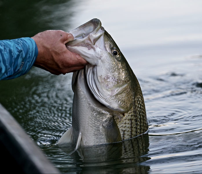bass