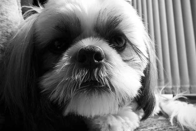 shih tzu