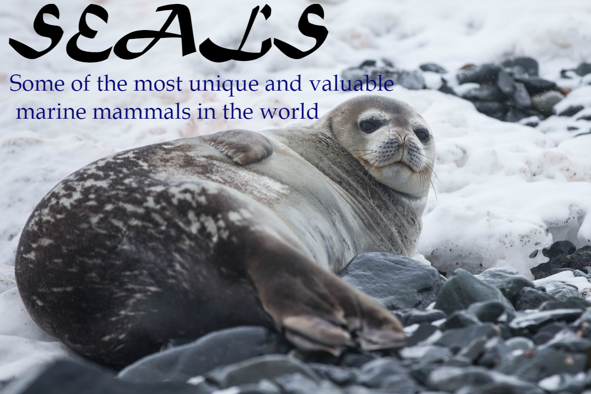 Seals