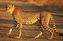 Beautiful Cheetah
