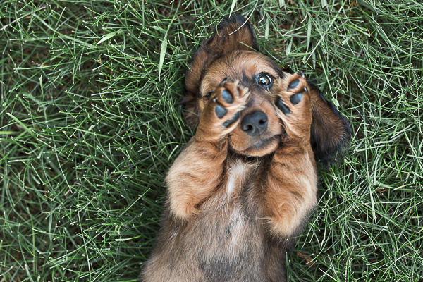  Adorable dachshund