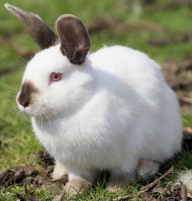 californian rabbit