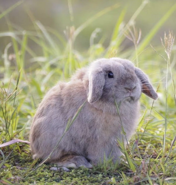 holland lop bunny