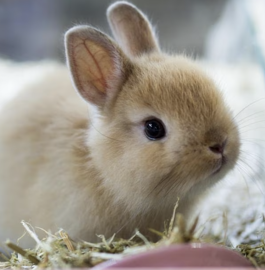 netherland dwarf rabbit