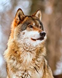 Eurasian Wolf