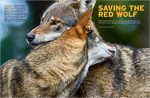 Help Red Wolves