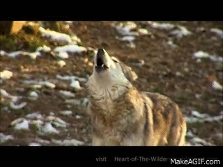 WolF Howling
