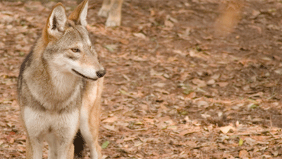 RedWolf