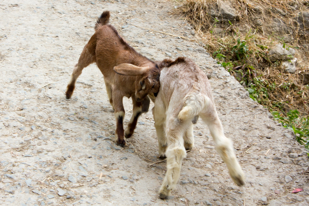 Goats