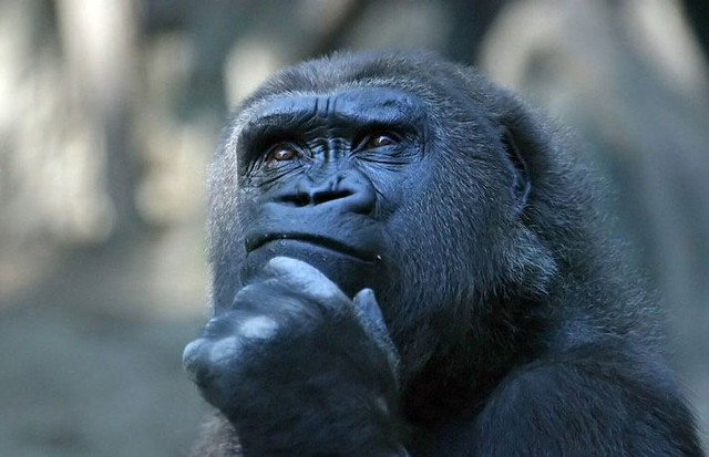 Gorilla