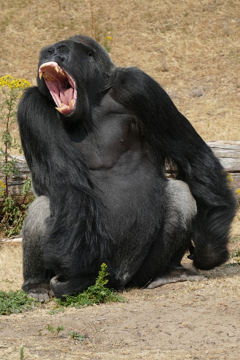 GORILLA