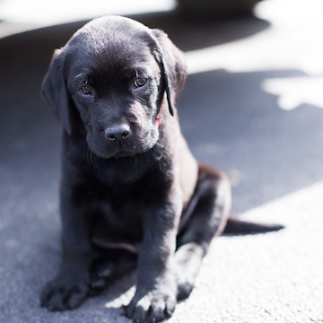 Marley