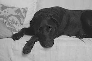 Zoe
