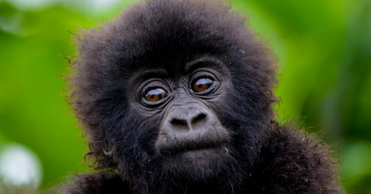 gorilla