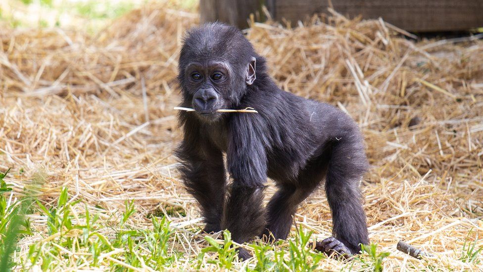 gorilla
